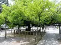 誕生寺の写真_142039