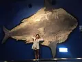 沖縄美ら海水族館の写真_142313
