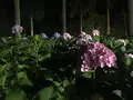 三室戸寺の写真_142702
