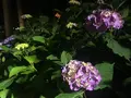 三室戸寺の写真_142704