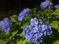 三室戸寺の写真_142706