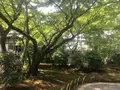 宝厳院の写真_142752