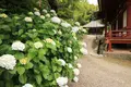 矢田寺の写真_142973