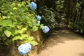 矢田寺の写真_142976
