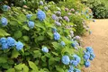 矢田寺の写真_142977