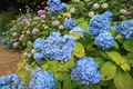 矢田寺の写真_142978