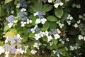矢田寺の写真_142979