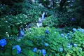 矢田寺の写真_142983