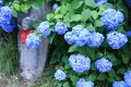矢田寺の写真_142989