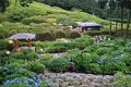三室戸寺の写真_142991