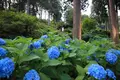 三室戸寺の写真_142995