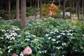 三室戸寺の写真_142997