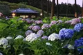 三室戸寺の写真_142998