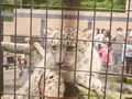 旭川市 旭山動物園の写真_143016
