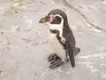 旭川市 旭山動物園の写真_143017