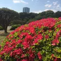 新宿御苑の写真_143166