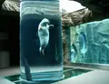 旭川市 旭山動物園の写真_143640