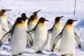 旭川市 旭山動物園の写真_143642