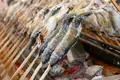 ２１世紀の森公園の写真_143853