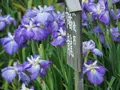 水郷佐原あやめパーク（旧 水郷佐原水生植物園）の写真_144060