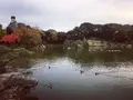 清澄庭園の写真_144147