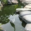 清澄庭園の写真_144151