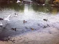 清澄庭園の写真_144154