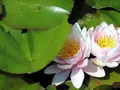 林泉寺の写真_145711