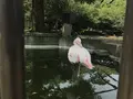 大島公園動物園の写真_146576