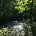 奥入瀬渓流　　の写真_146630