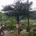 熊野大社の写真_146866