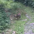 大正池の写真_147171