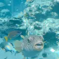 沖縄美ら海水族館の写真_147256