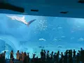 沖縄美ら海水族館の写真_147258