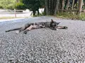 斎場御嶽の写真_147260