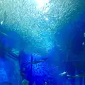 アクアワールド茨城県大洗水族館の写真_147833