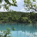 白金青い池の写真_148301