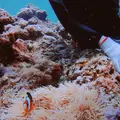 青の洞窟の写真_148668