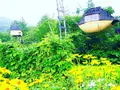 空飛ぶ泥舟の写真_149630