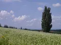 ケンとメリーの木の写真_149942