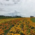 フラワーランドかみふらのの写真_149957