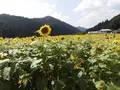 南光ひまわり館の写真_150621