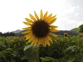 南光ひまわり館の写真_150622