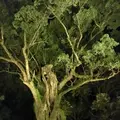 武雄神社（武雄五社大明神）の写真_150646