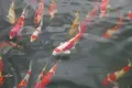 好古園の写真_152019