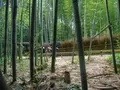 嵯峨野 竹林の道の写真_152569