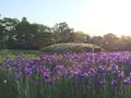 岡山後楽園の写真_152638