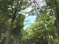 伊勢神宮外宮（豊受大神宮）の写真_152858
