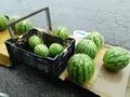竜ヶ窪の池の写真_152934
