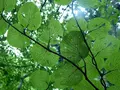 竜ヶ窪の池の写真_152953